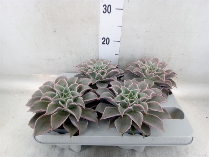 <h4>Echeveria   ...</h4>