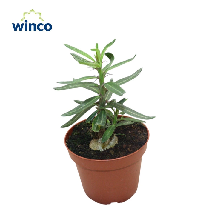 <h4>Pachypodium Succulentum</h4>