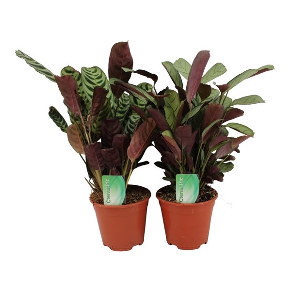 <h4>Ctenanthe mix amabilis/amagris</h4>