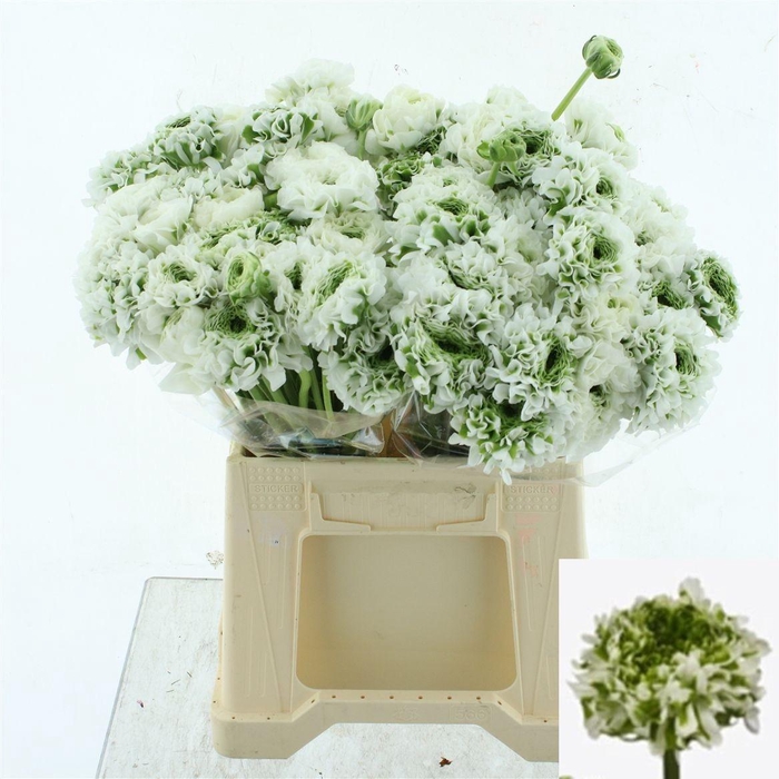 <h4>RAN PON PON IGLOO</h4>