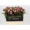 Paeonia Sarah Bernhardt Ongeplozen