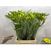 Freesia du Boulevard