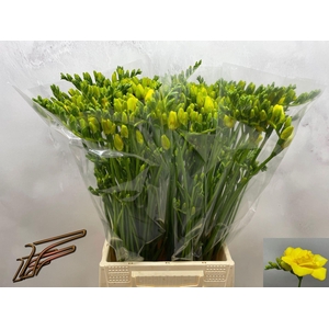 Freesia du Boulevard