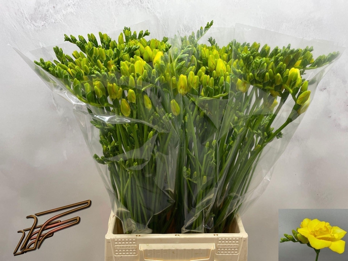 <h4>Freesia du Boulevard</h4>