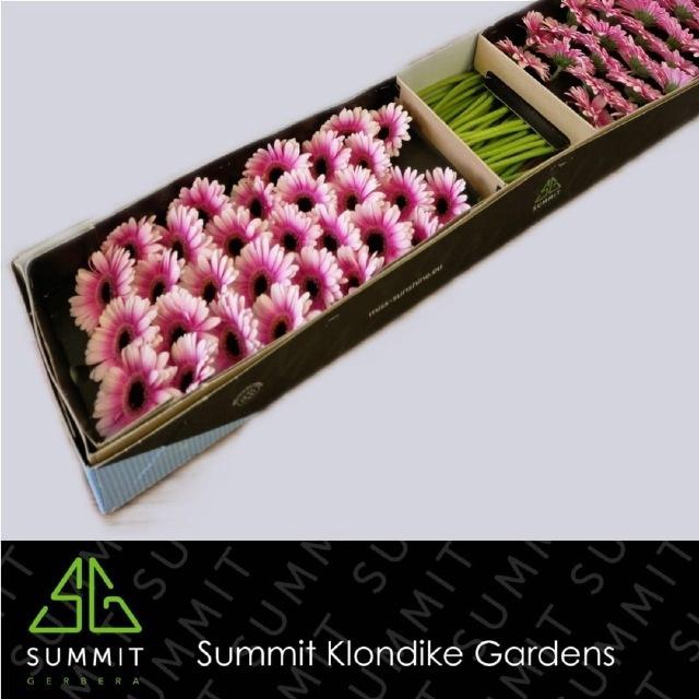 <h4>GE MI LEANDO</h4>