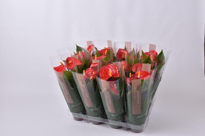 <h4>Anthurium Everio "Just Perfection"(XL FLowers)</h4>