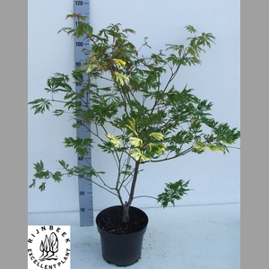 ACER JAP ACONITIFOLI