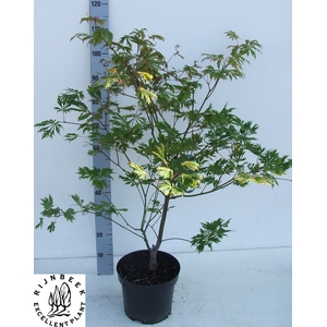 ACER JAP ACONITIFOLI
