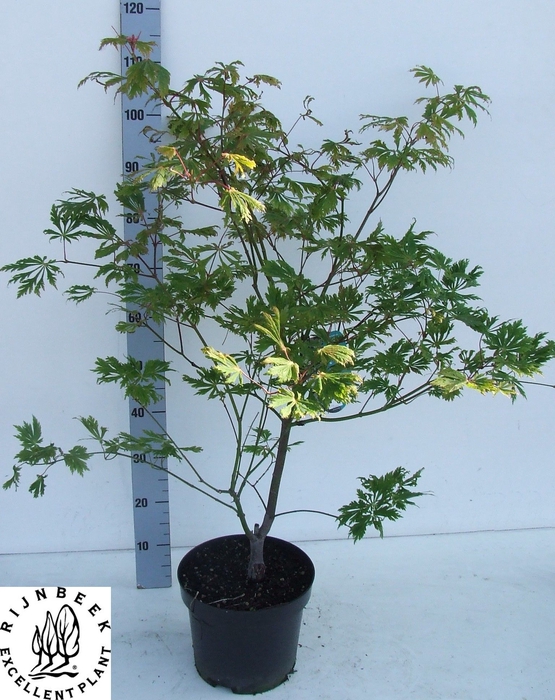 <h4>ACER JAP ACONITIFOLI</h4>