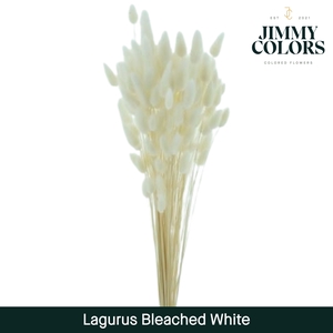 Lagurus Bleached White