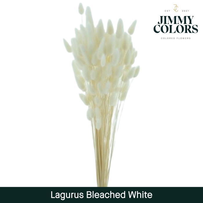 Lagurus bleached White