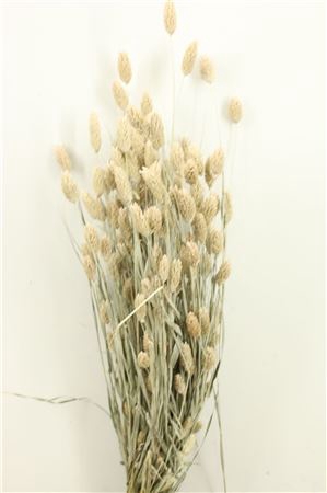 <h4>DRY PHALARIS FROSTED WHITE</h4>