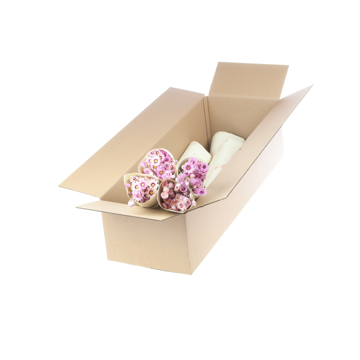 <h4>Rodanthe nat. pink</h4>