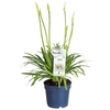 Agapanthus Amourette Superb White wit 6+ tak