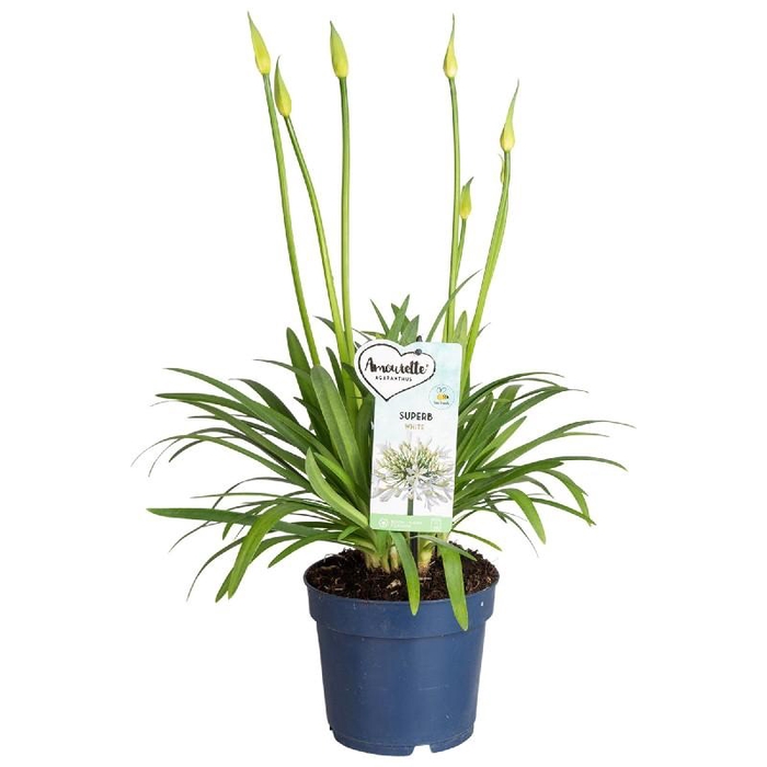 Agapanthus Amourette Superb White wit 6+ tak