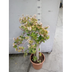 Crassula ovata 'Sunset'