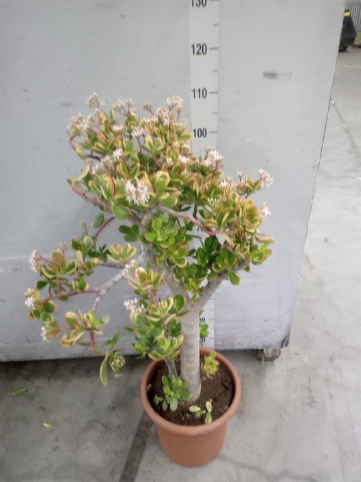 <h4>Crassula ovata 'Sunset'</h4>