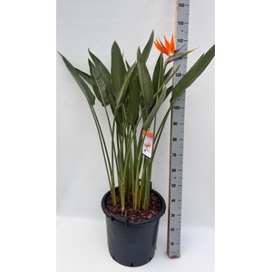 STRELITZIA REGIN BL