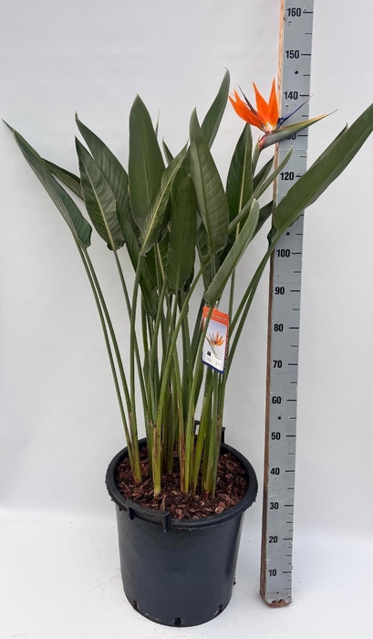 <h4>STRELITZIA REGIN BL</h4>