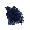 Broom Bloom Blue Dark