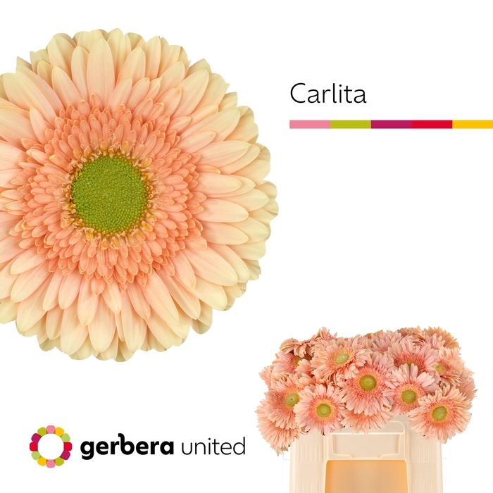 <h4>Ge Gr Carlita</h4>
