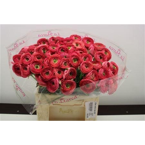 RANUNCULUS CLONI X ARAGOSTA X