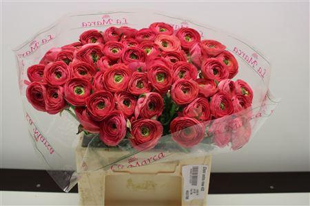 <h4>RANUNCULUS CLONI X ARAGOSTA X</h4>