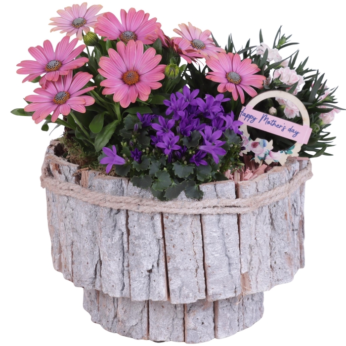 <h4>Mothersday Arr. Outdoor Wooden White Bark Pot on Stand Ø24cm 3PP</h4>