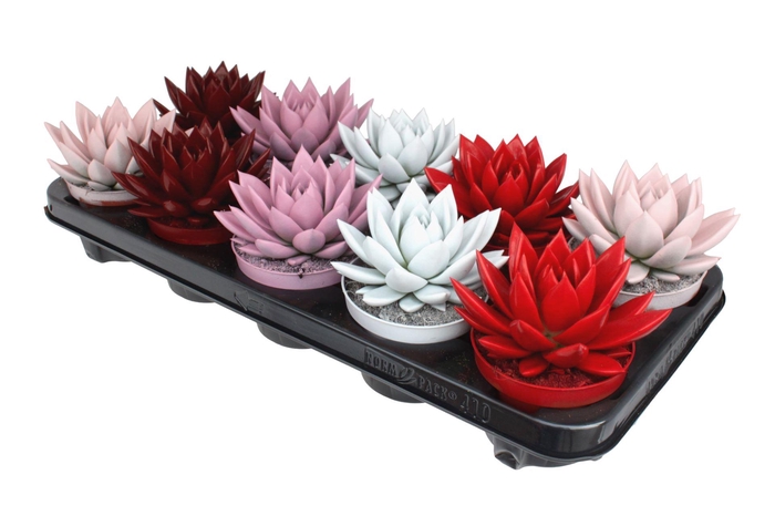 <h4>Echeveria Miranda</h4>