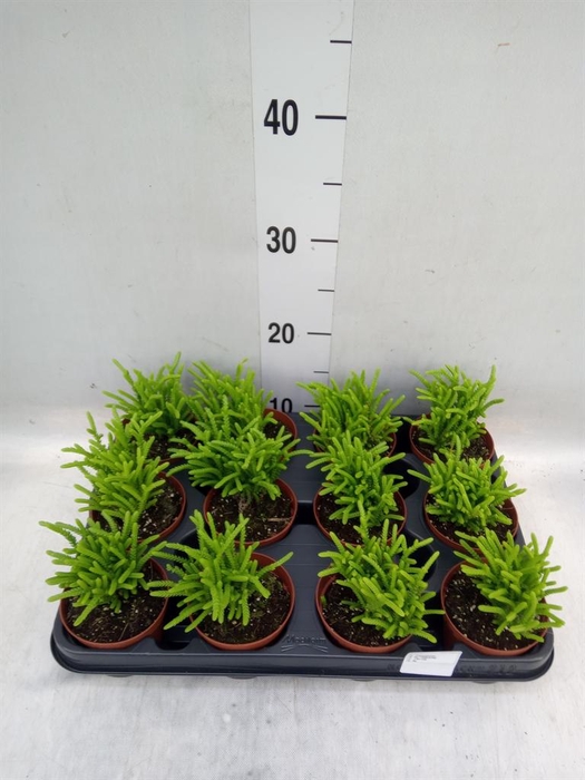 <h4>Crassula   ...</h4>