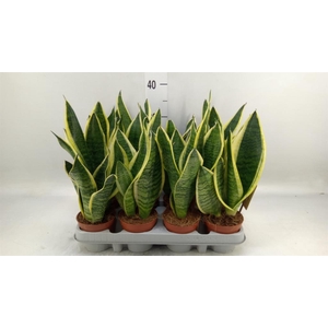 Sansevieria trifa. 'Futura Superba'