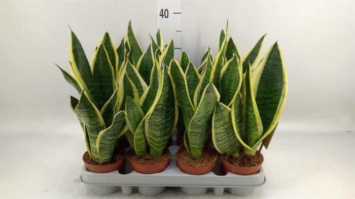 <h4>Sansevieria trifa. 'Futura Superba'</h4>