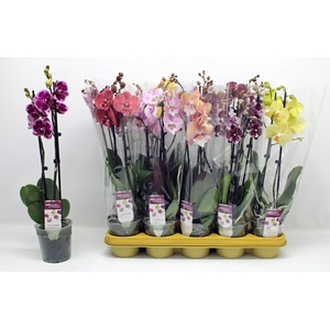 PHAL GEM