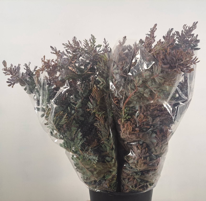 <h4>ACACIA BAILYANA</h4>