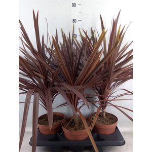 Cordyline austr. 'Red Star'