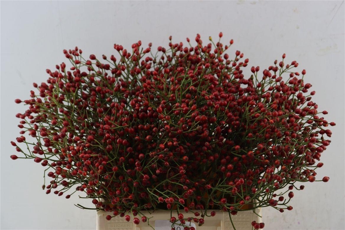 <h4>Rosa (rozebottel)</h4>
