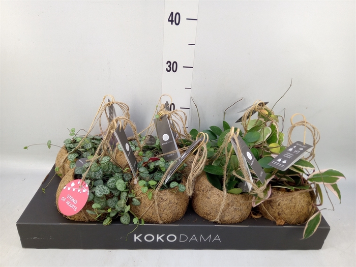<h4>Hanging plant   ...</h4>