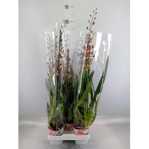 xColmanara  'Pacific Twilight'