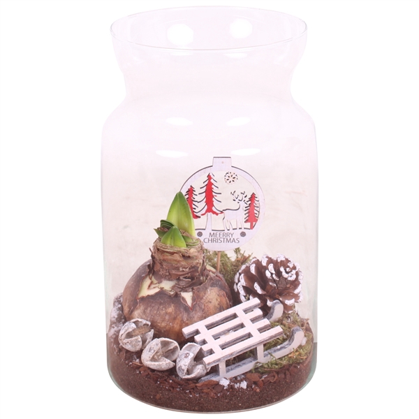 <h4>Christmas Arr. Amaryllis Glass Milk Jug Vase ø15cm 1PP</h4>