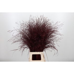 Panicum Kl Bh Bordeaux