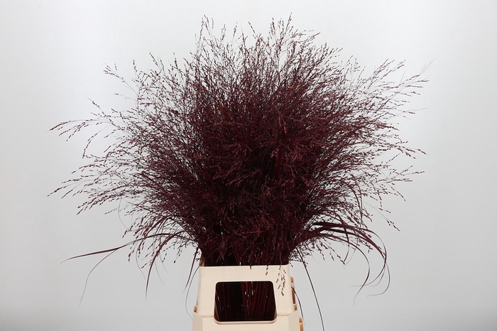 <h4>Panicum Kl Bh Bordeaux</h4>