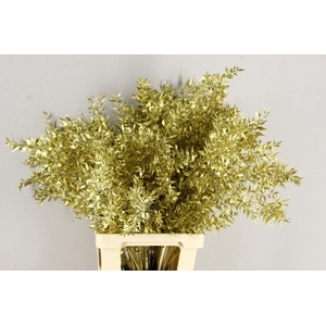 DF Ruscus 70cm Bs Gold