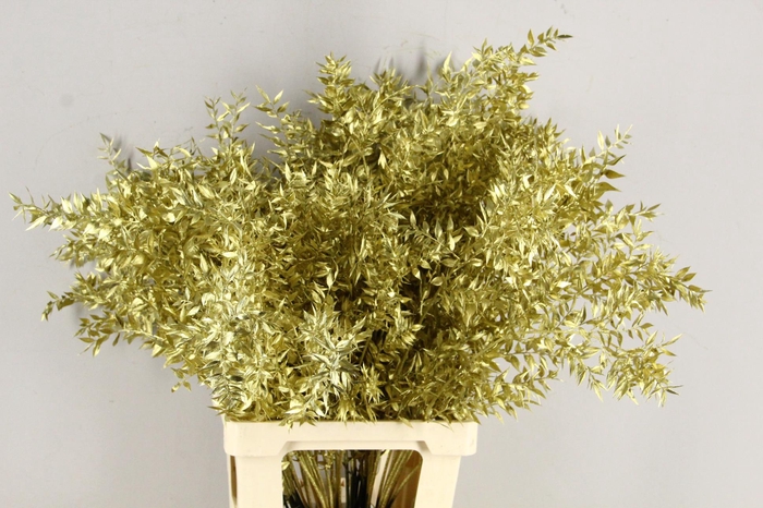 <h4>DF Ruscus 70cm Bs Gold</h4>