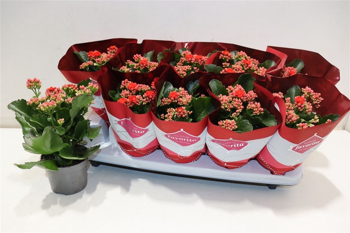 <h4>Kalanchoe Double Deluxe Red</h4>