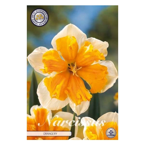 <h4>Narcissus Splitcrown Orangery x5 14/16</h4>