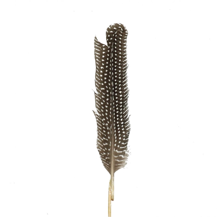 <h4>Bijsteker 50cm Hoenderveer 20cm</h4>