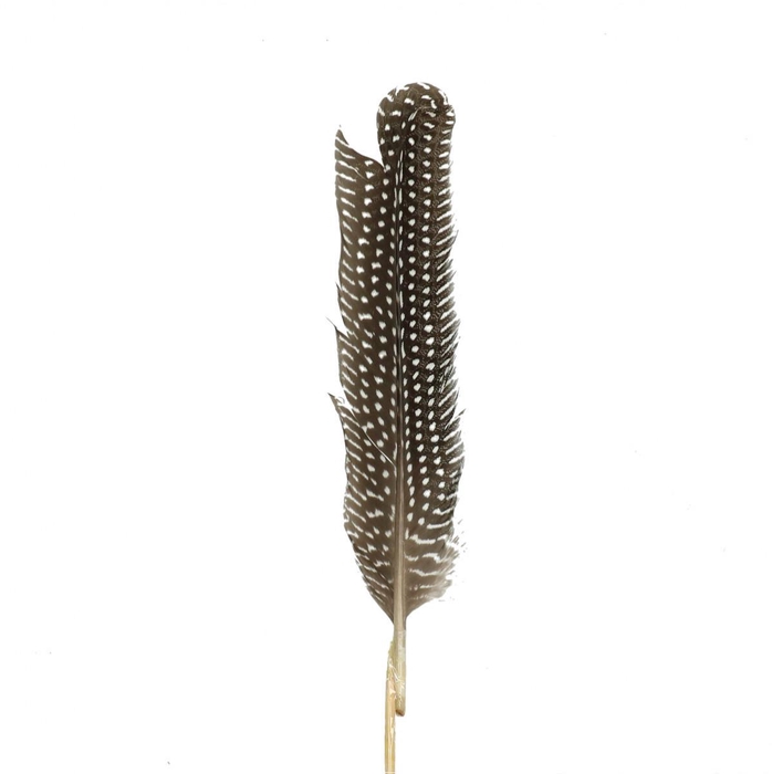<h4>Bijsteker 50cm Hoenderveer 20cm</h4>