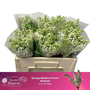 Syr V Mme Fl Stepman 2 Head