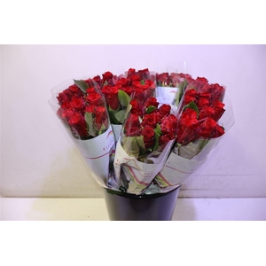 R Gr Red Torch X10 60cm