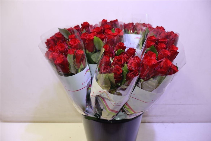 <h4>R Gr Red Torch X10 60cm</h4>